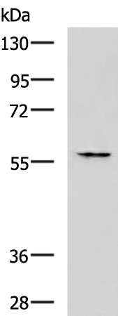 Rabbit anti-SLC16A6 Polyclonal Antibody