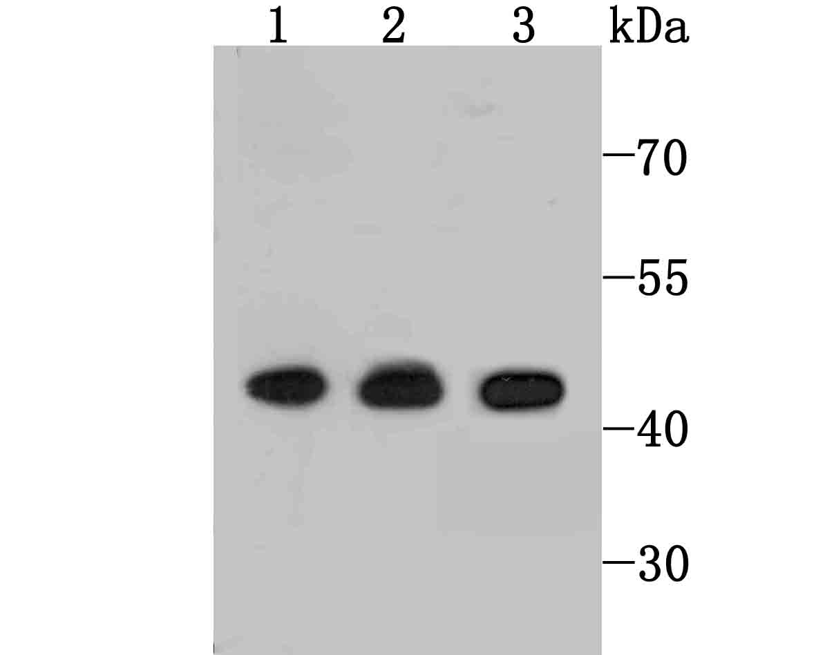 Rabbit anti-ETS1 Recombinant Monoclonal Antibody