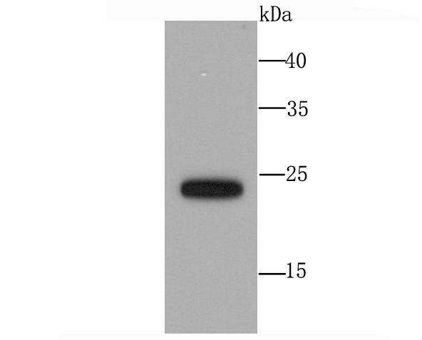 Rabbit anti-SNAP23 Recombinant Monoclonal Antibody