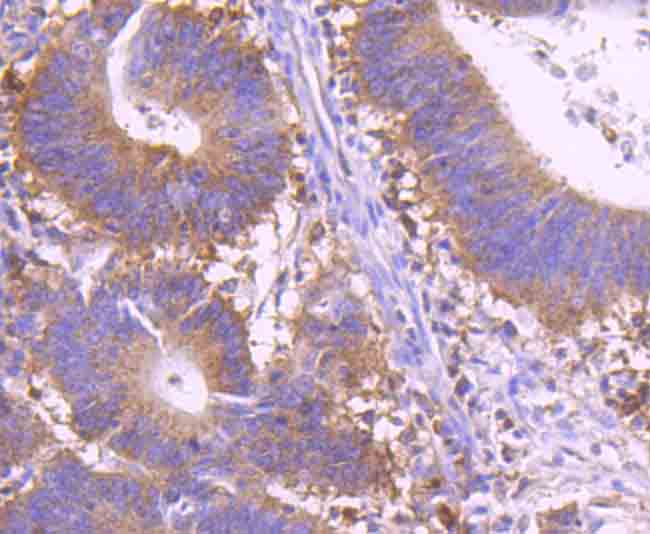Rabbit anti-REL Recombinant Monoclonal Antibody