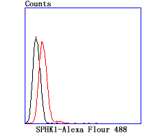 Rabbit anti-SPHK1 Recombinant Monoclonal Antibody