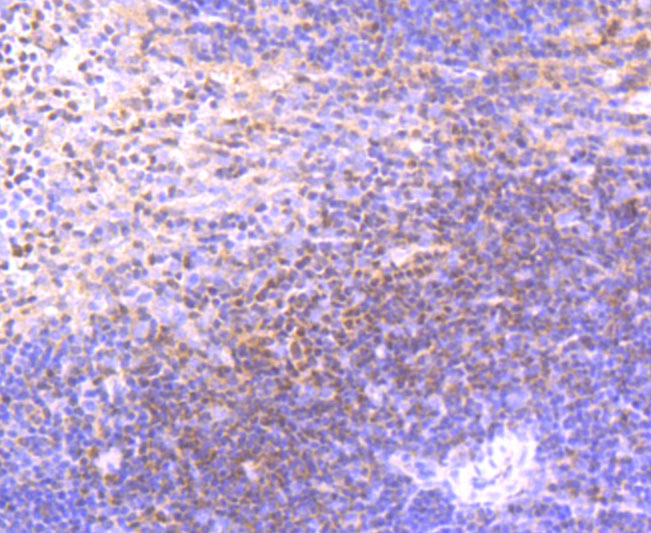 Rabbit anti-ETS1 Recombinant Monoclonal Antibody