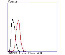 Rabbit anti-SNAP23 Recombinant Monoclonal Antibody