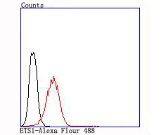 Rabbit anti-ETS1 Recombinant Monoclonal Antibody