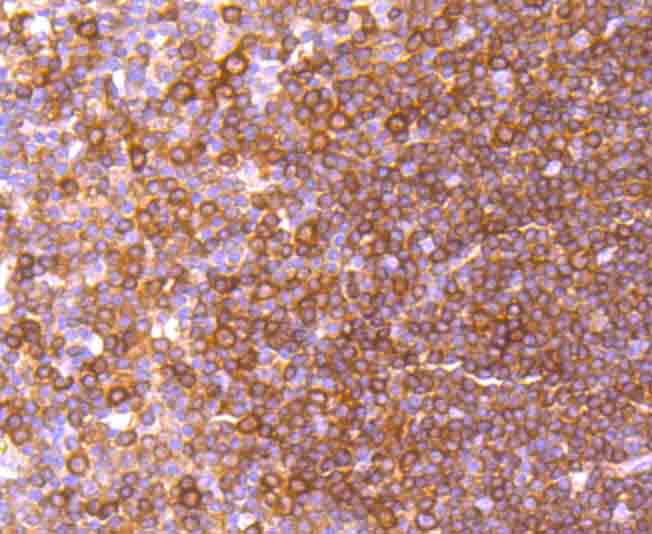Rabbit anti-REL Recombinant Monoclonal Antibody