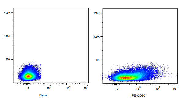 PE Armenian Hamster anti-Mouse CD80 Antibody(16-10A1)
