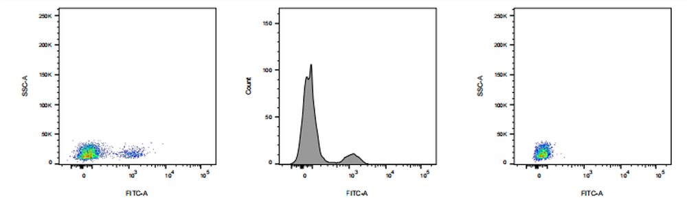 FITC Rabbit anti-Human CD19 Antibody(4J7)