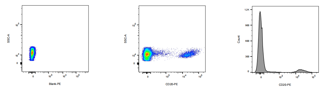 PE Rabbit anti-Human CD20 Antibody(7F2)