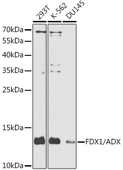 Rabbit anti-FDX1 Polyclonal Antibody