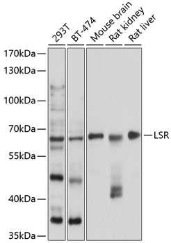 Rabbit anti-LSR Polyclonal Antibody