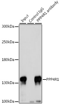 Rabbit anti-PPP4R1 Polyclonal Antibody