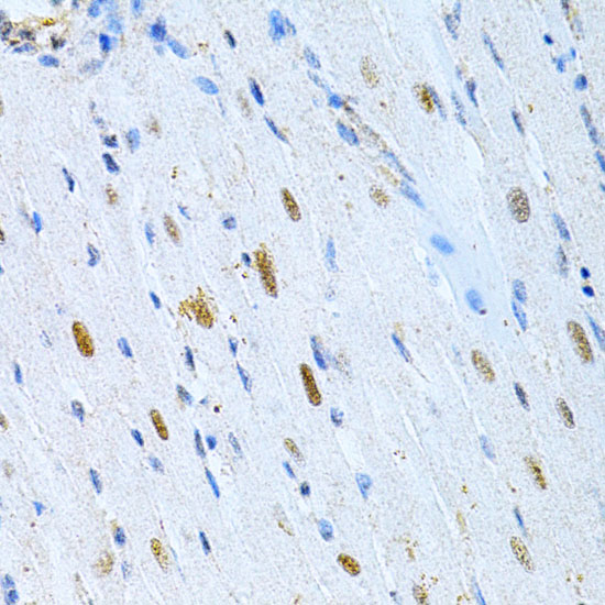 Rabbit anti-MAP2 Polyclonal Antibody