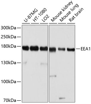Rabbit anti-EEA1 Polyclonal Antibody