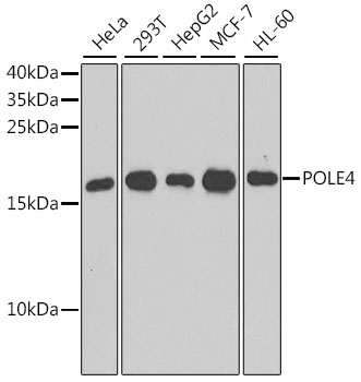 Rabbit anti-POLE4 Polyclonal Antibody