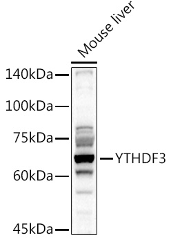Rabbit anti-YTHDF3 Polyclonal Antibody