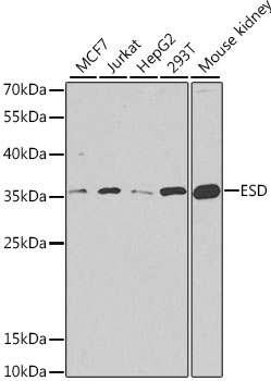 Rabbit anti-ESD Polyclonal Antibody