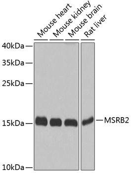 Rabbit anti-MSRB2 Polyclonal Antibody