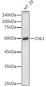 Rabbit anti-CHEK1 Polyclonal Antibody