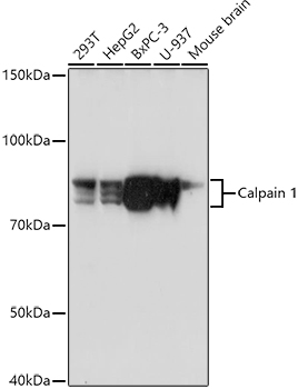 Rabbit anti-CAPN1 Polyclonal Antibody