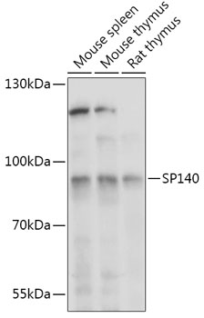 Rabbit anti-SP140 Polyclonal Antibody