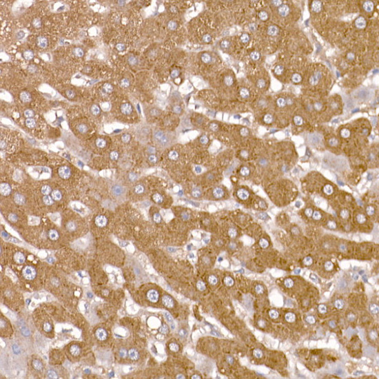 Rabbit anti-NUMB Polyclonal Antibody