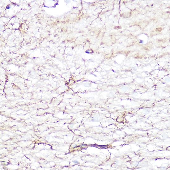 Rabbit anti-GFAP Polyclonal Antibody