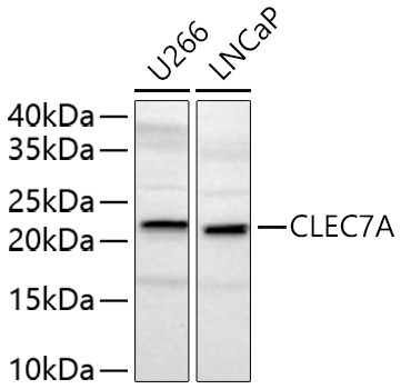 Rabbit anti-CLEC7A Polyclonal Antibody