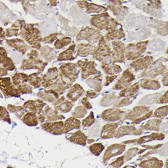 Rabbit anti-MAOB Polyclonal Antibody