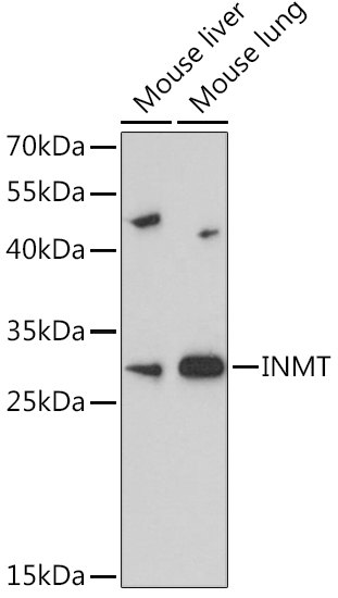Rabbit anti-INMT Polyclonal Antibody
