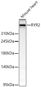 Rabbit anti-RYR2 Polyclonal Antibody