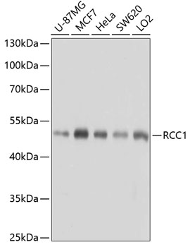 Rabbit anti-RCC1 Polyclonal Antibody