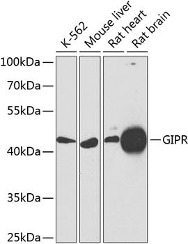 Rabbit anti-GIPR Polyclonal Antibody