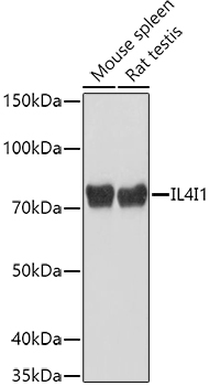 Rabbit anti-IL4I1 Polyclonal Antibody