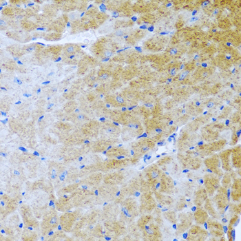 Rabbit anti-BMP3 Polyclonal Antibody
