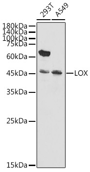 Rabbit anti-LOX Polyclonal Antibody