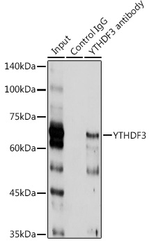 Rabbit anti-YTHDF3 Polyclonal Antibody