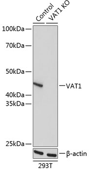 Rabbit anti-VAT1 Polyclonal Antibody