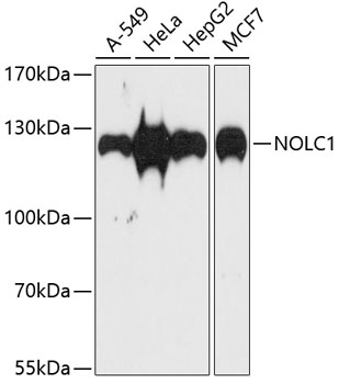 Rabbit anti-NOLC1 Polyclonal Antibody