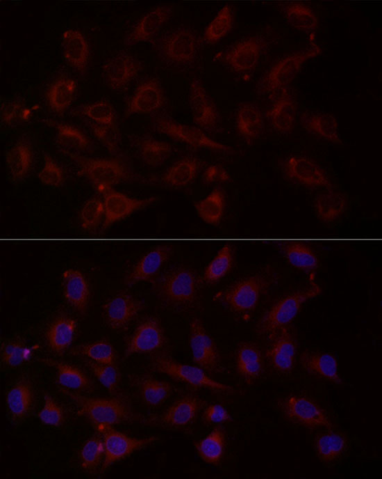 Rabbit anti-NTF4 Polyclonal Antibody