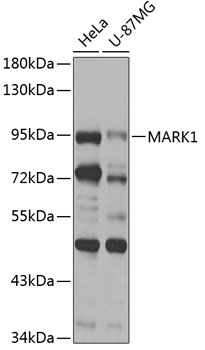 Rabbit anti-MARK1 Polyclonal Antibody
