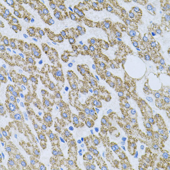 Rabbit anti-NTF4 Polyclonal Antibody