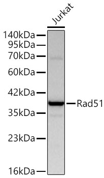 Rabbit anti-RAD51 Polyclonal Antibody