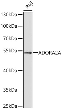 Rabbit anti-ADORA2A Polyclonal Antibody