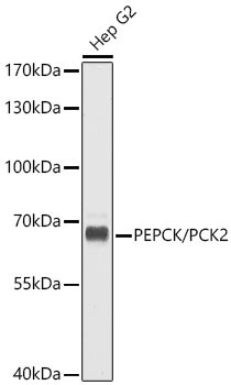 Rabbit anti-PCK2 Polyclonal Antibody