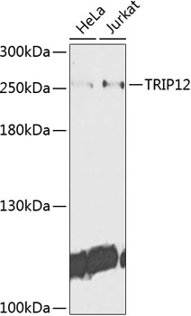 Rabbit anti-TRIP12 Polyclonal Antibody