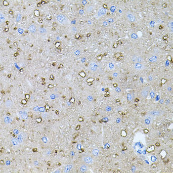 Rabbit anti-NTF4 Polyclonal Antibody