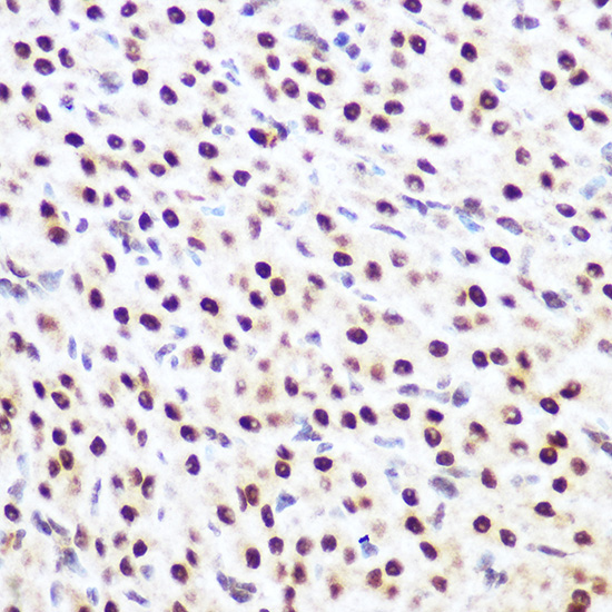 Rabbit anti-SP3 Polyclonal Antibody