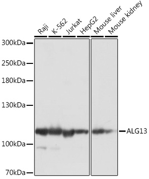 Rabbit anti-ALG13 Polyclonal Antibody
