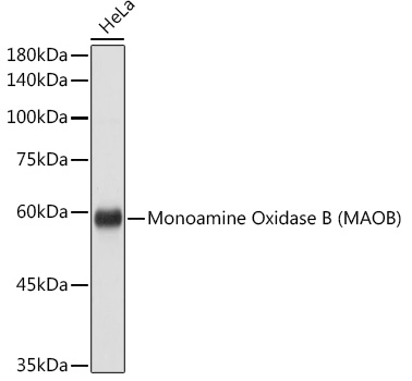 Rabbit anti-MAOB Polyclonal Antibody