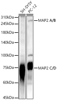 Rabbit anti-MAP2 Polyclonal Antibody